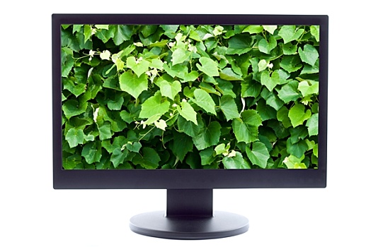 绿色植物,电视屏幕