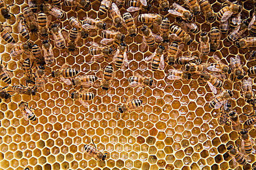 蜜蜂,蜂窝状,伦敦东部,英国