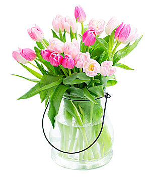 郁金香,清新,花,粉色,花瓶,隔绝,白色背景,背景