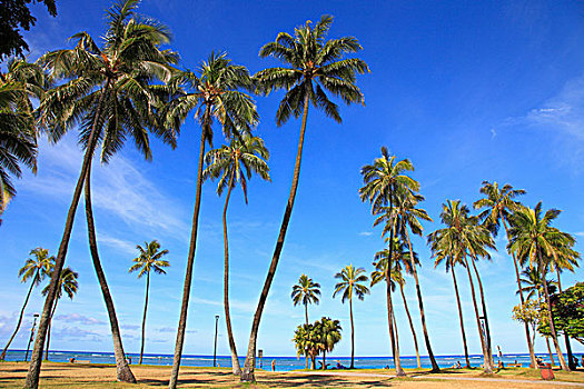 夏威夷,瓦胡岛,怀基基海滩,海滩,棕榈树,人