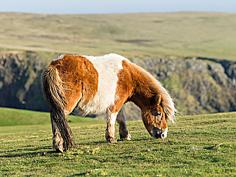 设得兰矮种马,草场,靠近,高,悬崖,设得兰群岛,苏格兰,大幅,尺寸