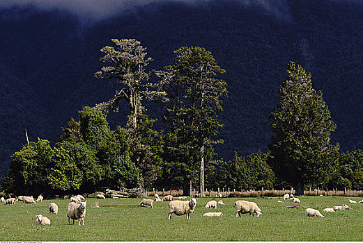 绵羊,西区国家公园,南岛,新西兰