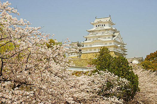 姬路城堡,春天,兵库,日本