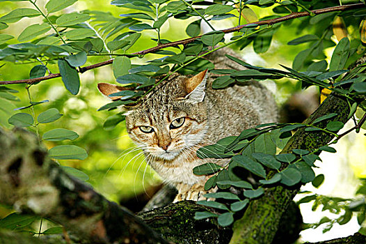 非洲,野猫科动物,枝头