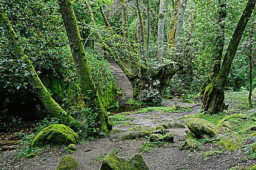 荒野,巨石,宗教场所,文化,花冈岩,高原,科西嘉岛,法国,欧洲