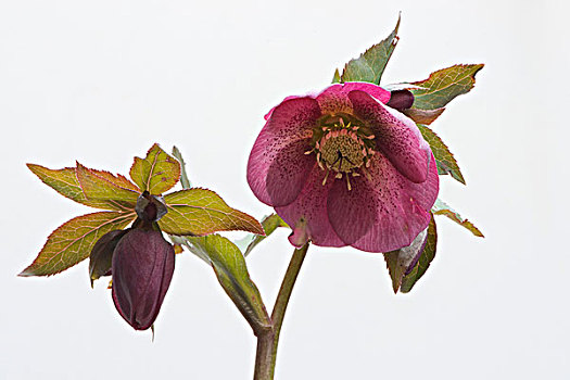 素玫瑰,嚏根草属,杂交品种,下萨克森,德国,欧洲
