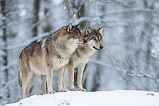 两个,狼,冬天