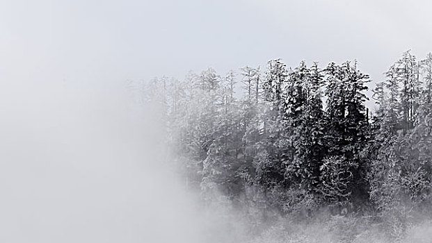 雪山松林