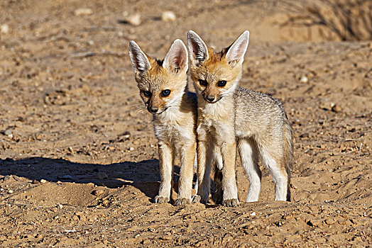 狐狸,狐属,两个,幼兽,倚靠,相互,站立,靠近,洞穴,卡拉哈迪大羚羊国家公园,北开普,南非,非洲
