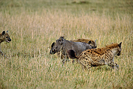 斑点土狼,攻击,疣猪,马塞马拉野生动物保护区,肯尼亚