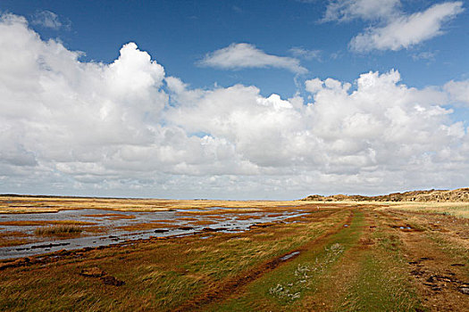 盐,湿地,自然,自然保护区,特塞尔,荷兰,欧洲