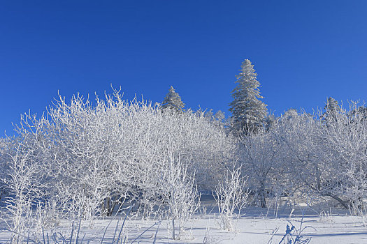 雪岭雾凇风光