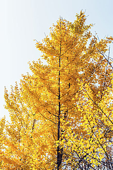 金黄色银杏树