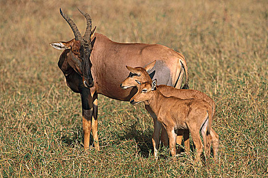 转角牛羚,母亲,幼兽,马赛马拉国家保护区,肯尼亚