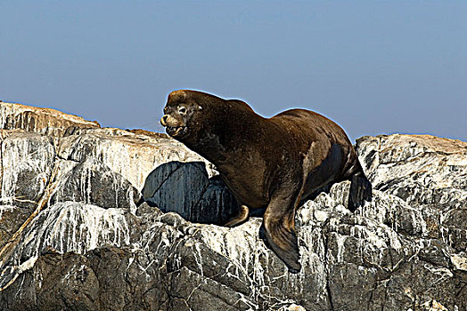 加州海狮,不列颠哥伦比亚省,加拿大