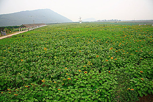 向日葵,向阳花