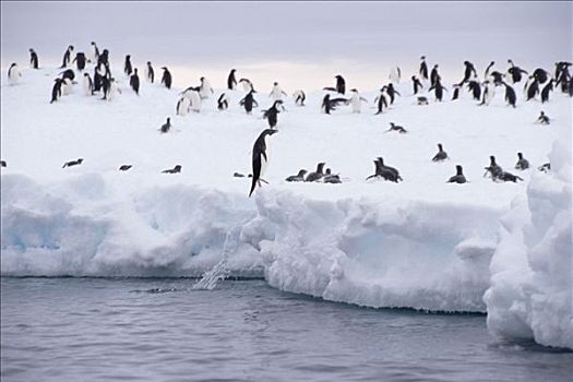 阿德利企鹅,跳跃,海洋,冰,边缘,南极半岛