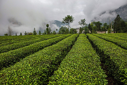 茶园,山区,土地,湖北,神农架,大山,种植,经济作物,农村,茶农