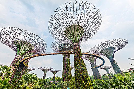 桥,大树,小树林,花园,新加坡,亚洲