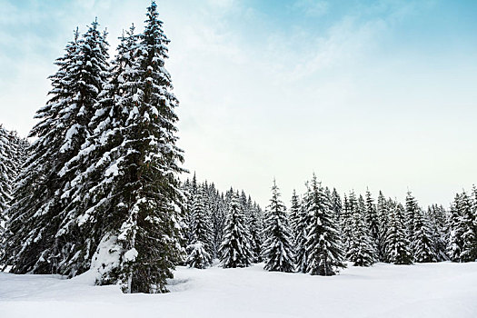 冬季风景,山,朱利安阿尔卑斯