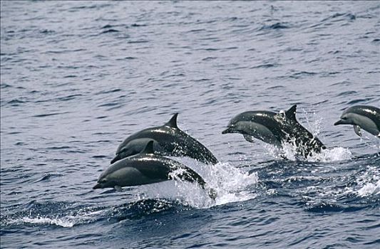 常见海豚,真海豚,群,跳跃,新西兰