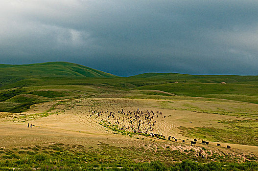 中亚,吉尔吉斯斯坦,省,远处,牧群,母牛