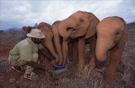 非洲象,椰子,食物,东察沃国家公园,肯尼亚