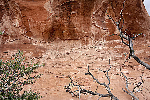 枯木,枝条,红岩,拱门国家公园,犹他,美国