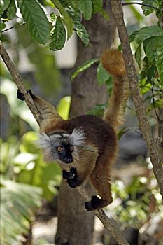 黑狐猴,成年,女性,诺西空巴,马达加斯加,非洲