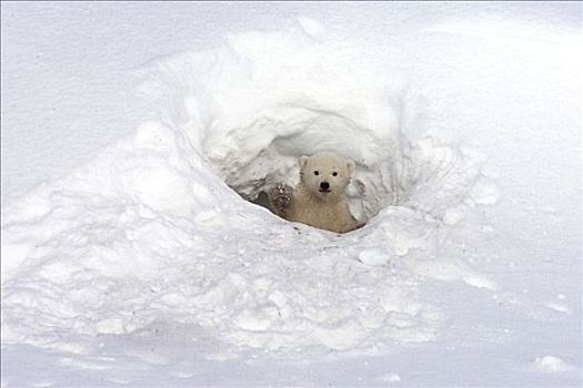 北极熊,三个,老,幼兽,向外看,出生,窝,脆弱,瓦普斯克国家公园,曼尼托巴,加拿大