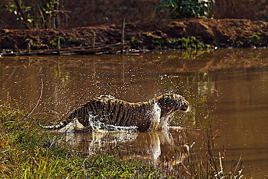 皇家,孟加拉虎,乐趣,丛林,水塘,虎,自然保护区,印度