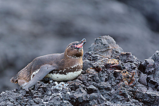 加拉帕戈斯,企鹅,加拉巴哥岛,躺着,火山岩,石头,岛屿,厄瓜多尔,南美