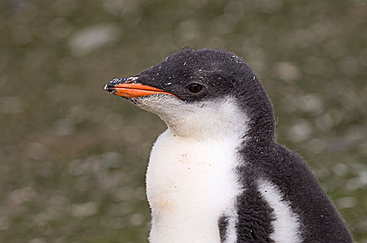 巴布亚企鹅,企鹅,幼禽,肖像,岛屿,南设得兰群岛,南极