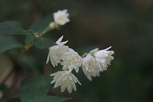 溲疏树上的白花