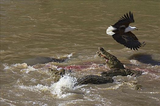 尼罗鳄,吃,斑马,非洲鱼鹰,吼海雕,上方,马拉河,马赛马拉国家保护区,肯尼亚