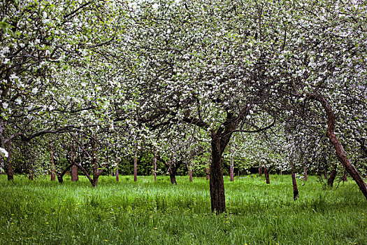 盛开,枝条,苹果树,春天