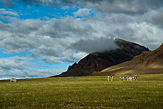 西藏阿里地区洞措野驴群