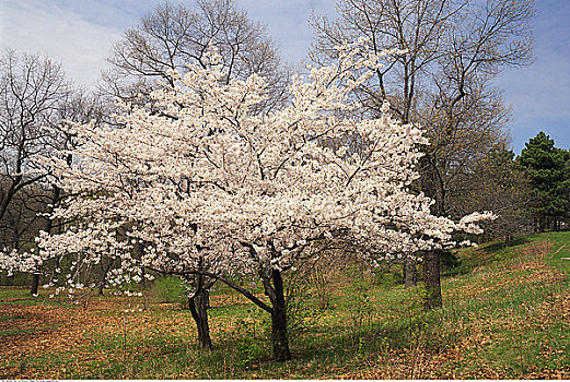 樱桃树,高,公园,多伦多,安大略省