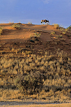 南非大羚羊,红色,沙子,沙丘,卡拉哈迪大羚羊国家公园,卡拉哈里沙漠,南非,非洲