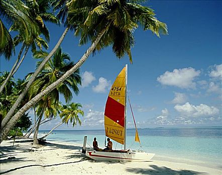 伴侣,双体船,棕榈树,热带沙滩,马尔代夫,印度洋