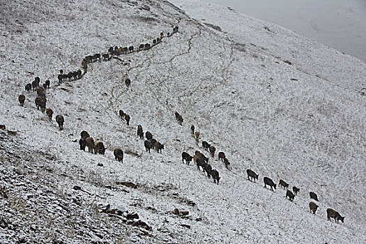 从那拉提翻越乔尔玛遇到的第一场早雪,新疆伊犁尼勒克县