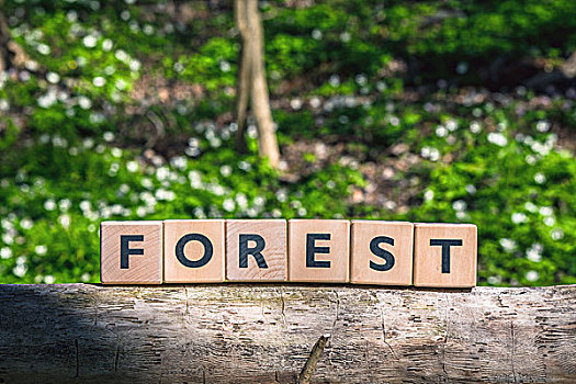树林,标识,木质,枝条,绿色