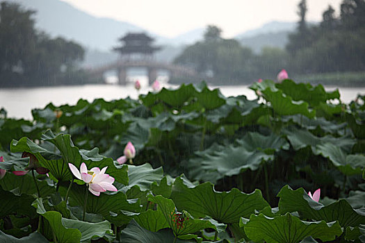 雨中西湖