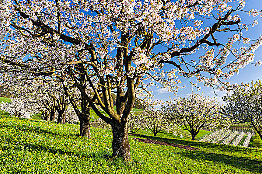 特写,樱桃树,盛开,春天,瑞士