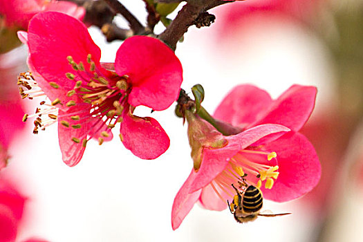 桃花上的蜜蜂