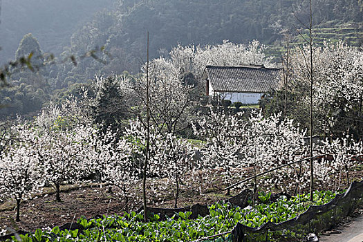 樱桃花