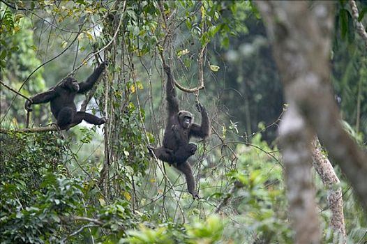 黑猩猩,类人猿,一对,幼仔,尼日利亚