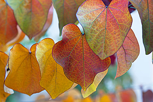 叶子,秋色,树,树林,三色堇,品种,巴伐利亚,德国,欧洲