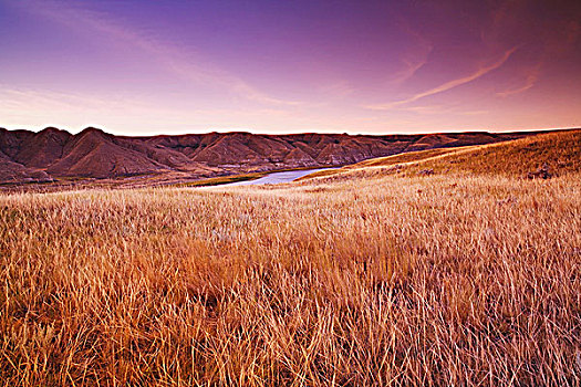 荒地,混合,草,草原,南,萨斯喀彻温,河谷,北方,艾伯塔省,加拿大,粉色,紫色,色调,黎明前