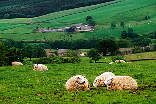 绵羊,土地,约克郡溪谷国家公园,约克郡,英格兰